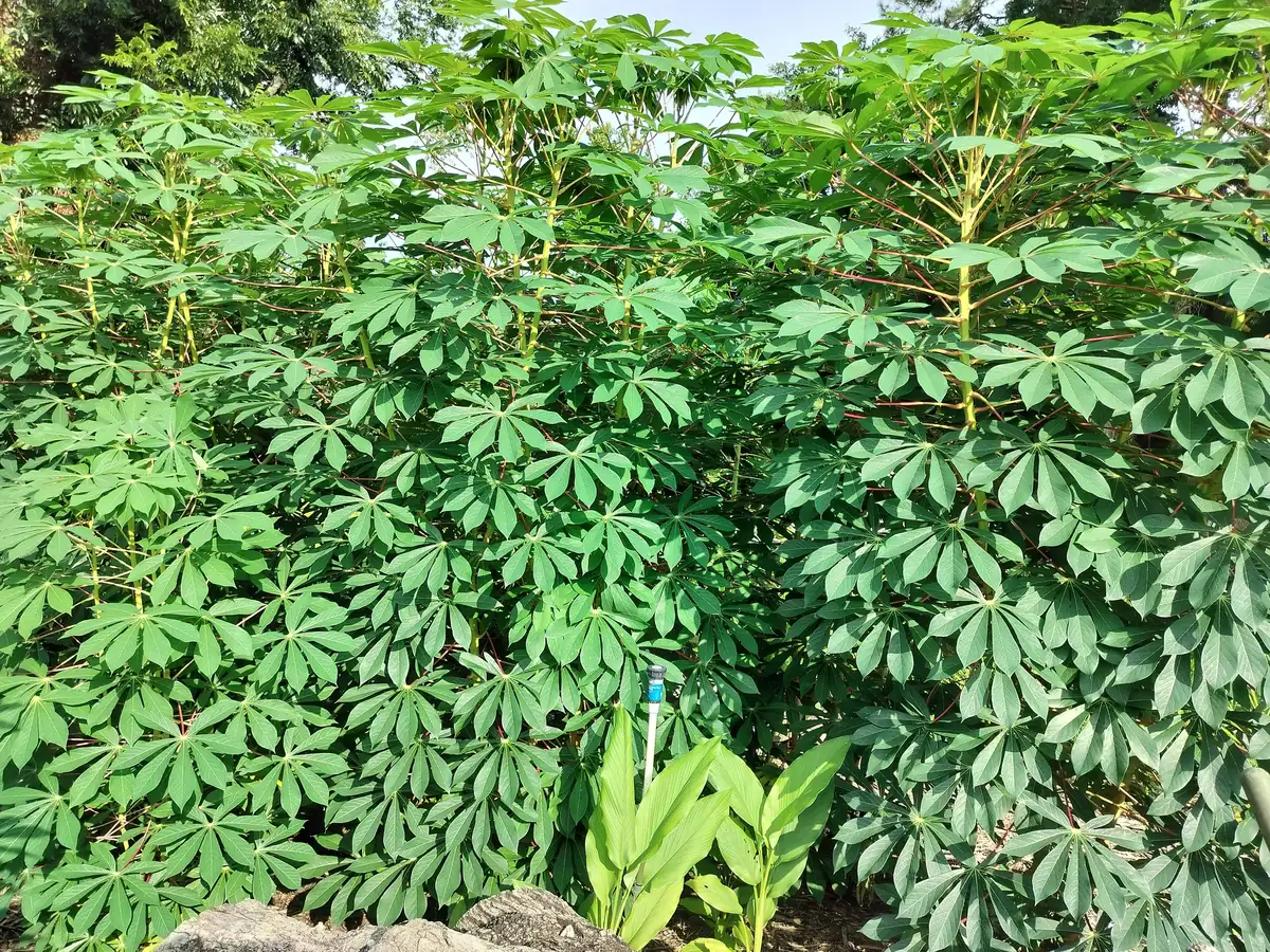 Cassava Edible Roots - Manihot esculenta Yuca Manioca - Fresh Harvest - Image 5