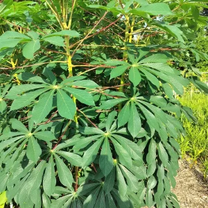 Cassava Edible Roots - Manihot esculenta Yuca Manioca - Fresh Harvest - Image 6