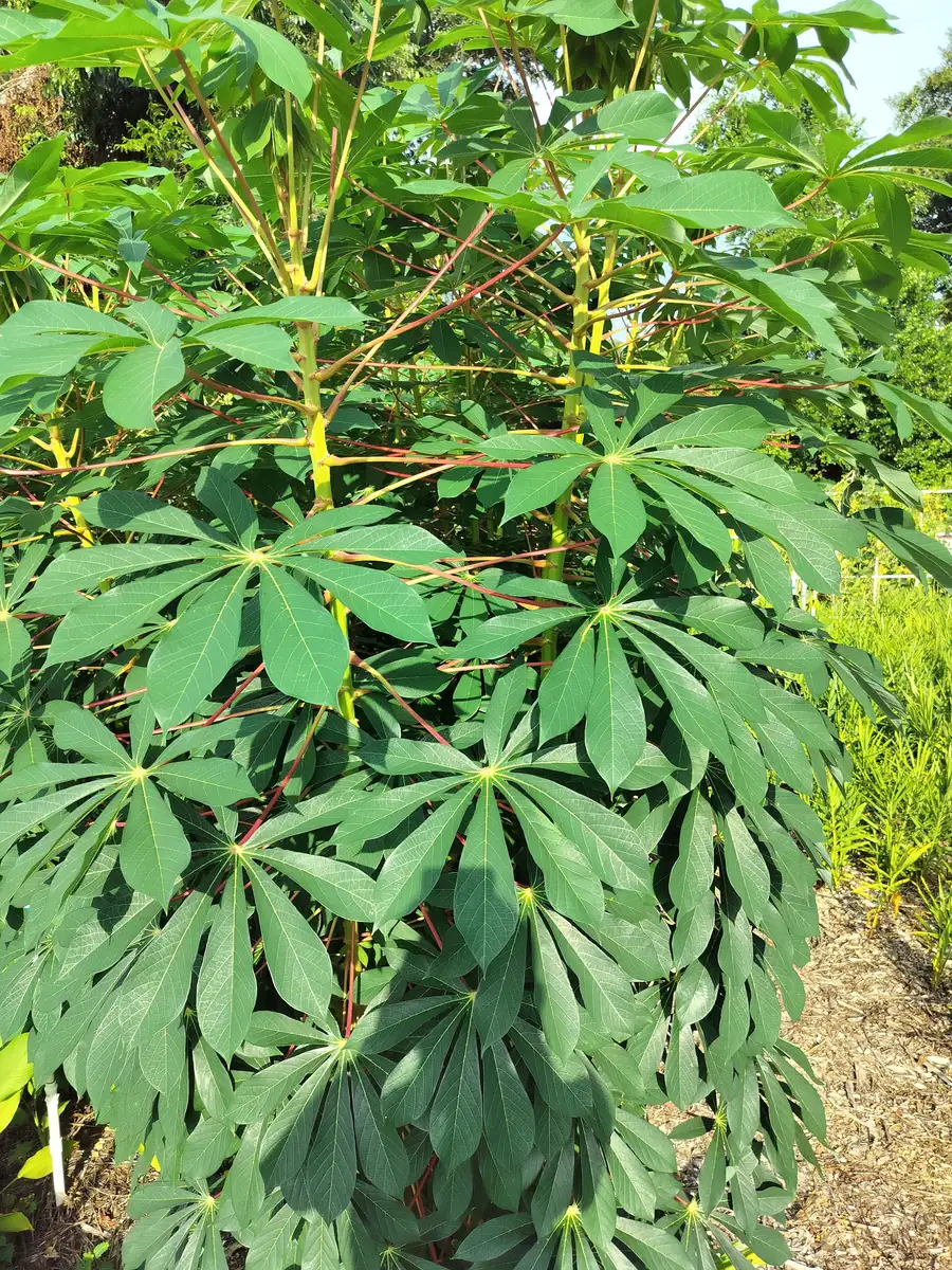 Cassava Edible Roots - Manihot esculenta Yuca Manioca - Fresh Harvest - Image 6