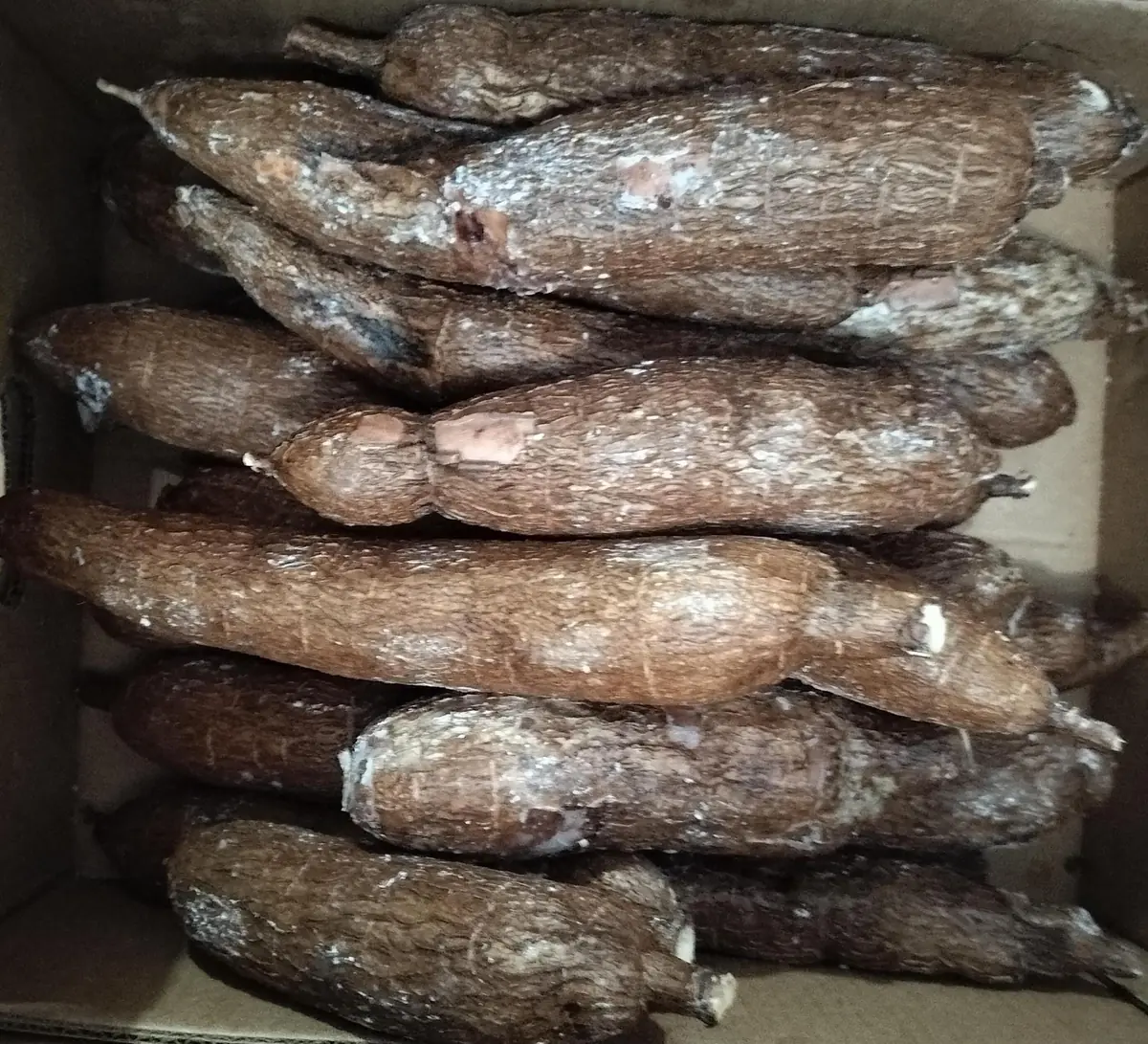 Cassava Edible Roots - Manihot esculenta Yuca Manioca - Fresh Harvest - Image 1