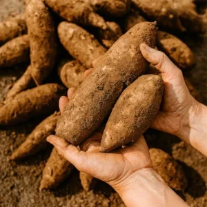 Cassava Yuca Cuttings - Set of 5, 3-5