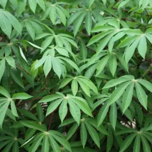 Cassava Yuca Cuttings - Set of 5, 3-5