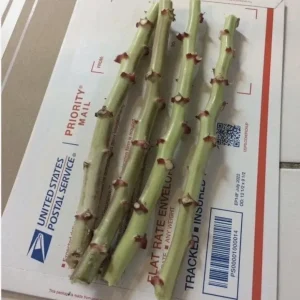 Cassava Yuca Cuttings - Set of 5, 3-5