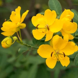 Cassia Bicapsularis Live Plant – Yellow Butterfly Bush – 3-8" Tall Starter – Outdoor Shrub - Image 2
