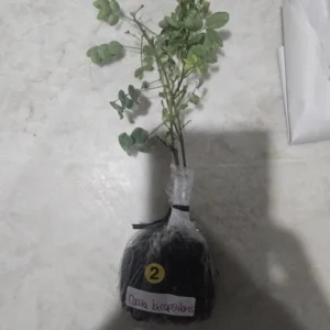 Cassia Bicapsularis Live Plant – Yellow Butterfly Bush – 3-8