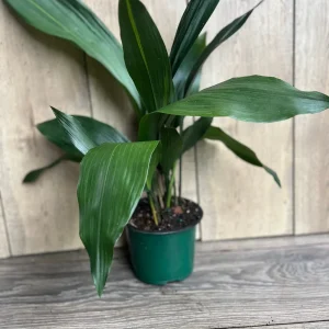 Cast Iron Plant - Aspidistra elatior Live Plant - 6" Pot - Indoor Houseplant - Image 2