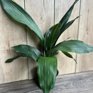 Cast Iron Plant - Aspidistra elatior Live Plant - 6" Pot - Indoor Houseplant - Image 1