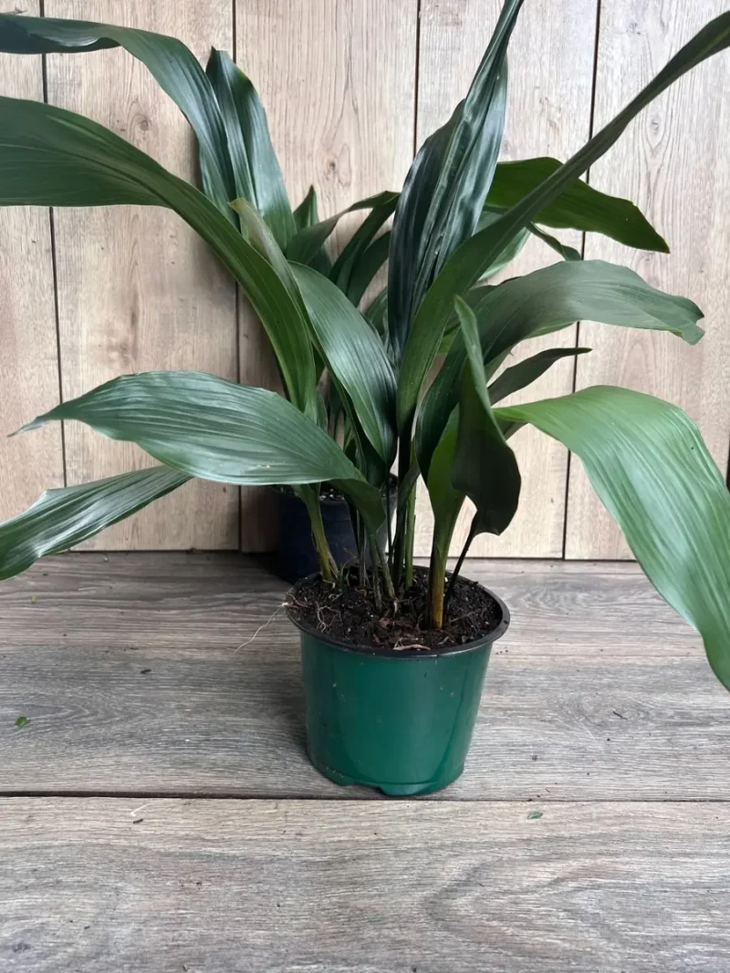 where can i buy lucky bamboo plants Teleflora's Good Luck Bamboo