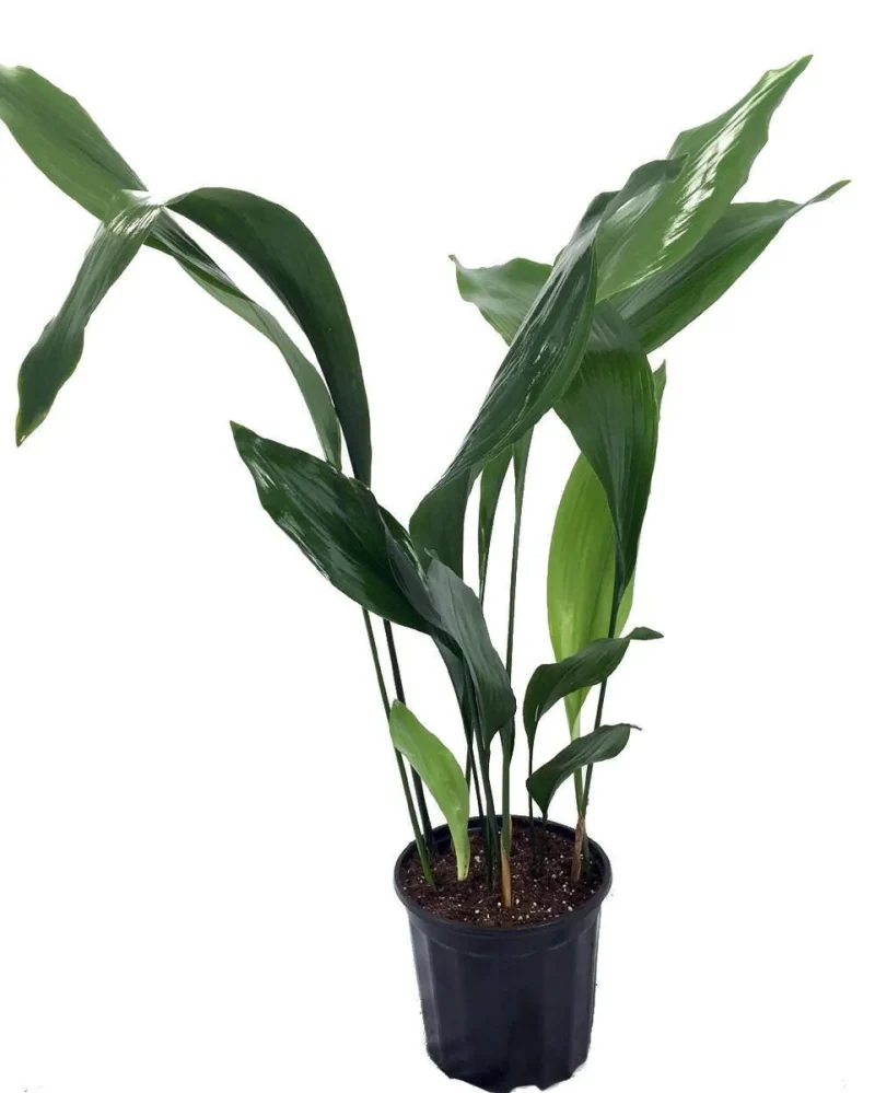 buy anthurium plants Anthurium Clarinervium TC starter plant **(ALL plants require you to  purchase ANY 2 plants!)**