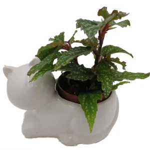 Cat Ceramic Planter with Surprise Terrarium Plant - 3" Pot - Live Houseplant - Image 2