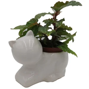 Cat Ceramic Planter with Surprise Terrarium Plant - 3