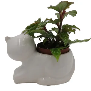 Cat Ceramic Planter with Surprise Terrarium Plant - 3" Pot - Live Houseplant - Image 1