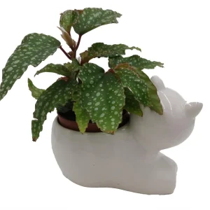 Cat Ceramic Planter with Surprise Terrarium Plant - 3
