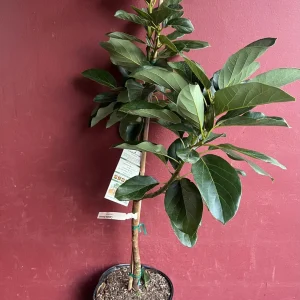 Catalina Avocado Tree - Grafted Live Plant, 3 Gallons Pot, Fruit Bearing - Image 10