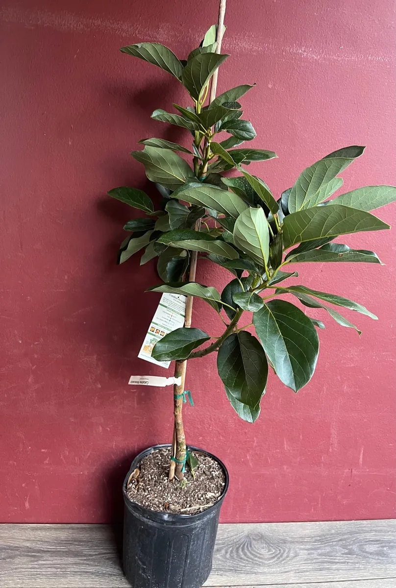Catalina Avocado Tree - Grafted Live Plant, 3 Gallons Pot, Fruit Bearing - Image 10
