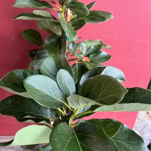 Catalina Avocado Tree - Grafted Live Plant, 3 Gallons Pot, Fruit Bearing - Image 3