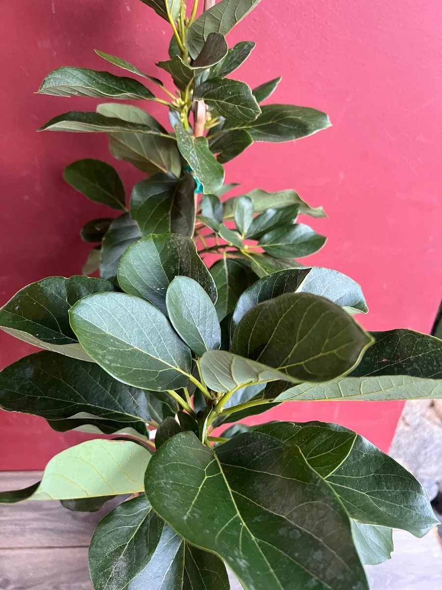 Catalina Avocado Tree - Grafted Live Plant, 3 Gallons Pot, Fruit Bearing - Image 3