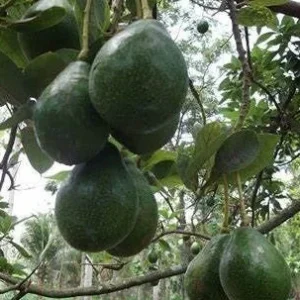 Catalina Avocado Tree - Grafted Live Plant, 3 Gallons Pot, Fruit Bearing - Image 1