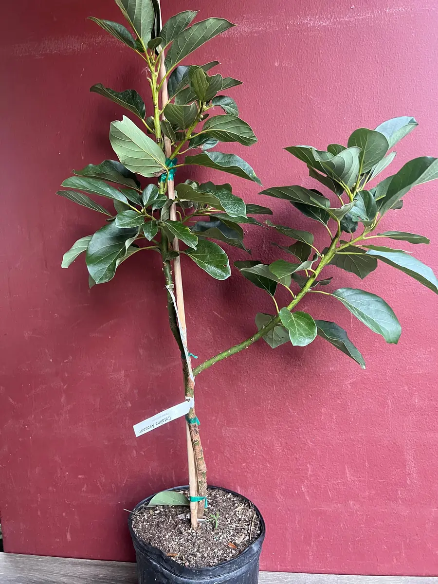 Catalina Avocado Tree - Grafted Live Plant, 3 Gallons Pot, Fruit Bearing - Image 4