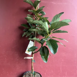 Catalina Avocado Tree - Grafted Live Plant, 3 Gallons Pot, Fruit Bearing - Image 5