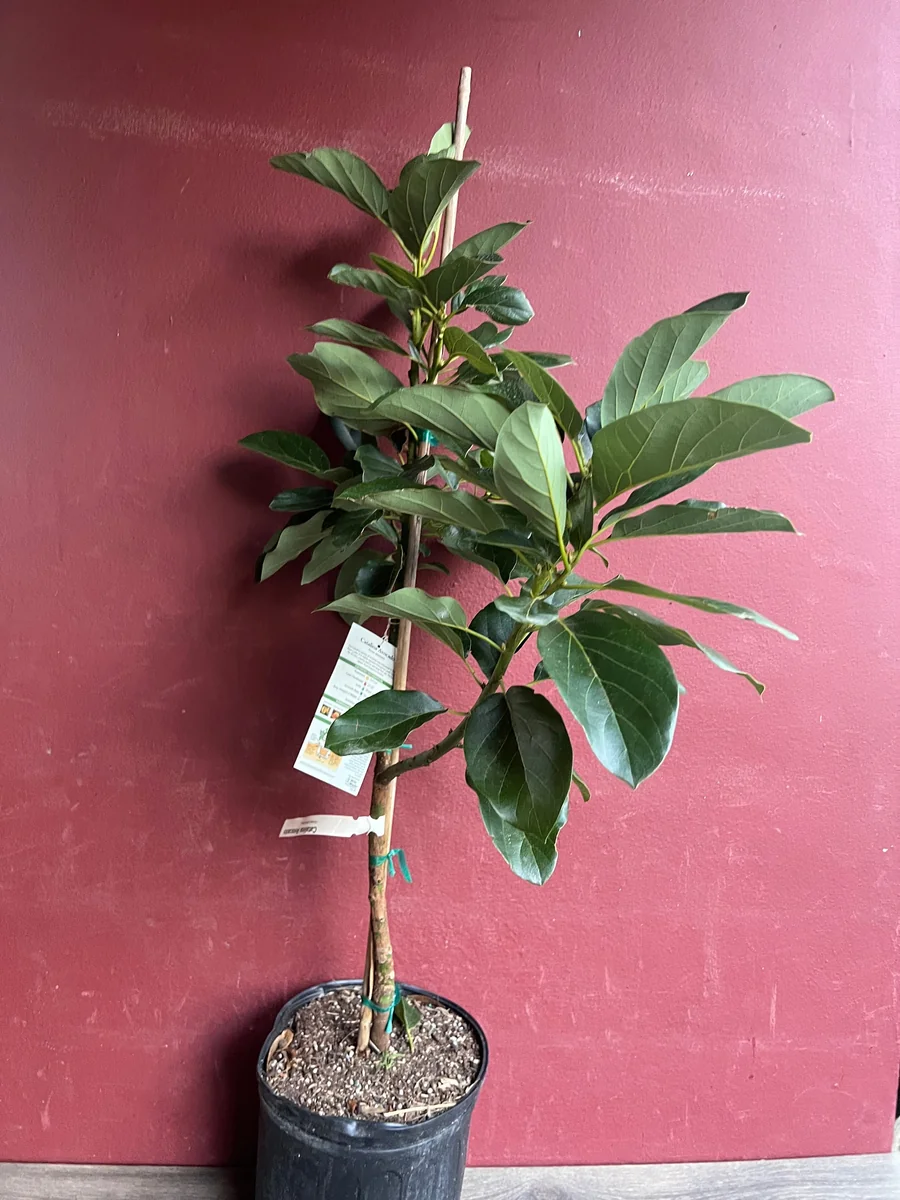 Catalina Avocado Tree - Grafted Live Plant, 3 Gallons Pot, Fruit Bearing - Image 5