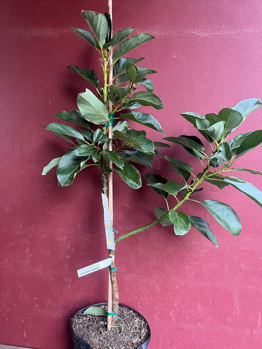 Catalina Avocado Tree - Grafted Live Plant, 3 Gallons Pot, Fruit Bearing - Image 6