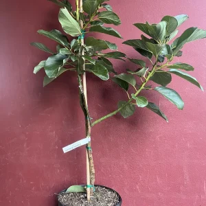 Catalina Avocado Tree - Grafted Live Plant, 3 Gallons Pot, Fruit Bearing - Image 7