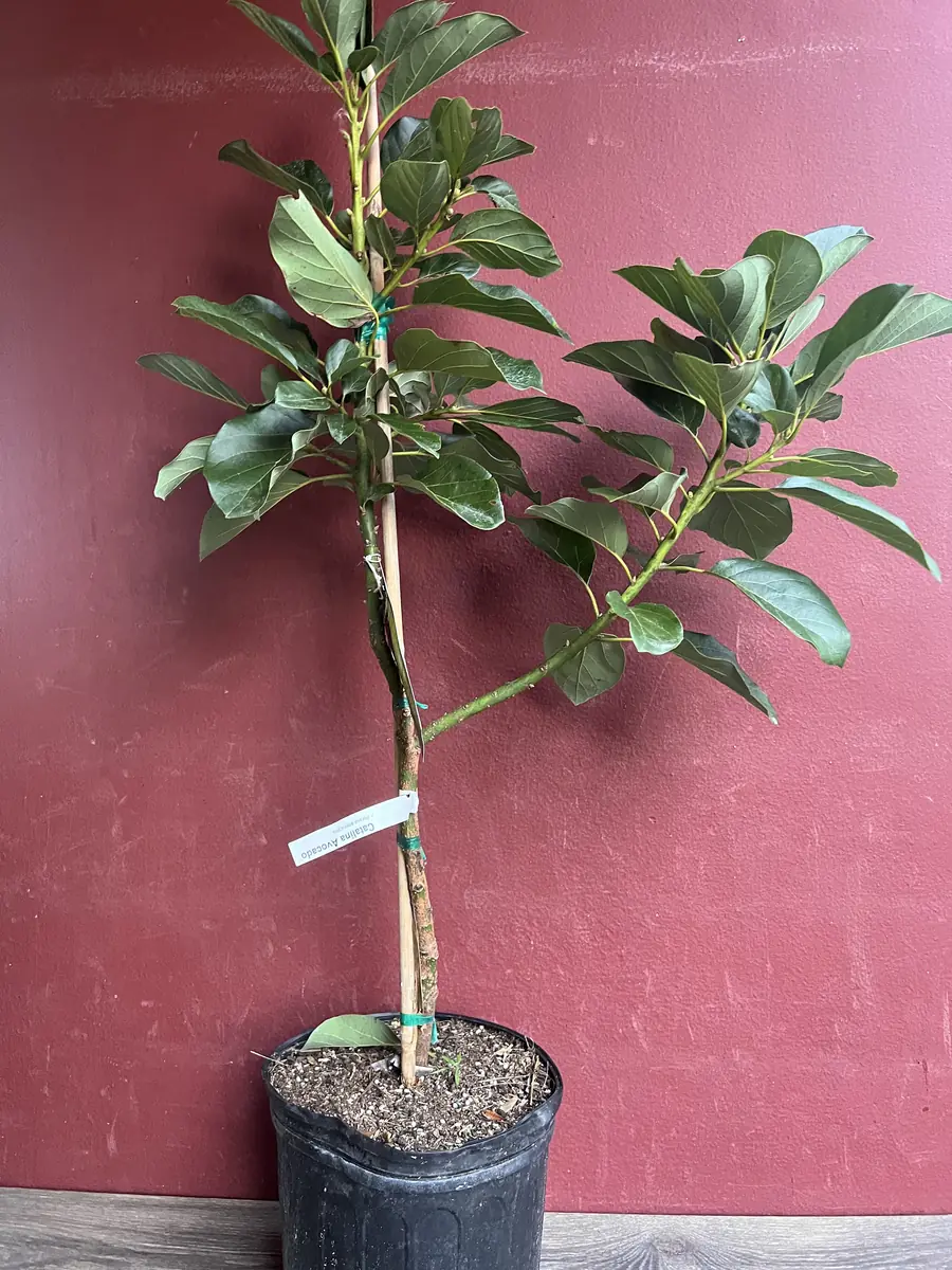Catalina Avocado Tree - Grafted Live Plant, 3 Gallons Pot, Fruit Bearing - Image 7