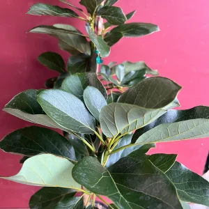 Catalina Avocado Tree - Grafted Live Plant, 3 Gallons Pot, Fruit Bearing - Image 8