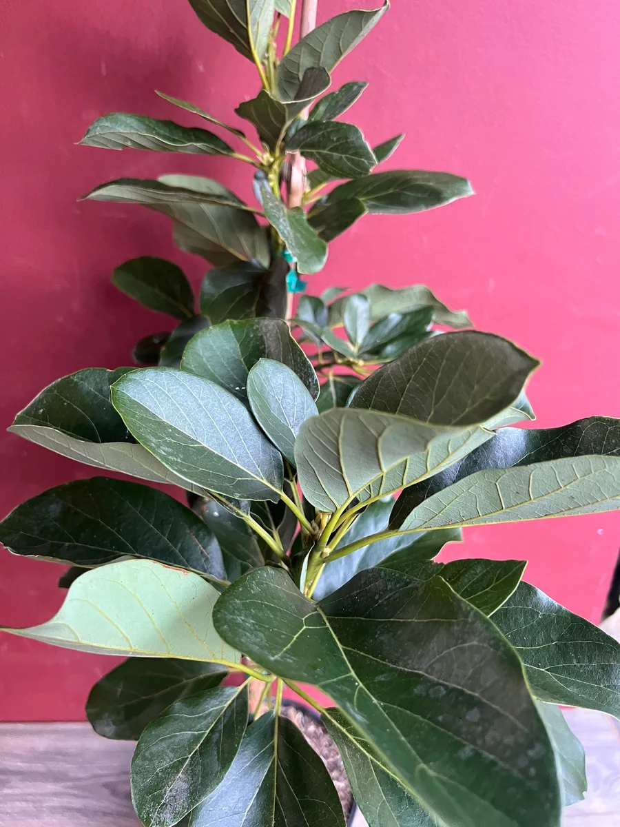 Catalina Avocado Tree - Grafted Live Plant, 3 Gallons Pot, Fruit Bearing - Image 8