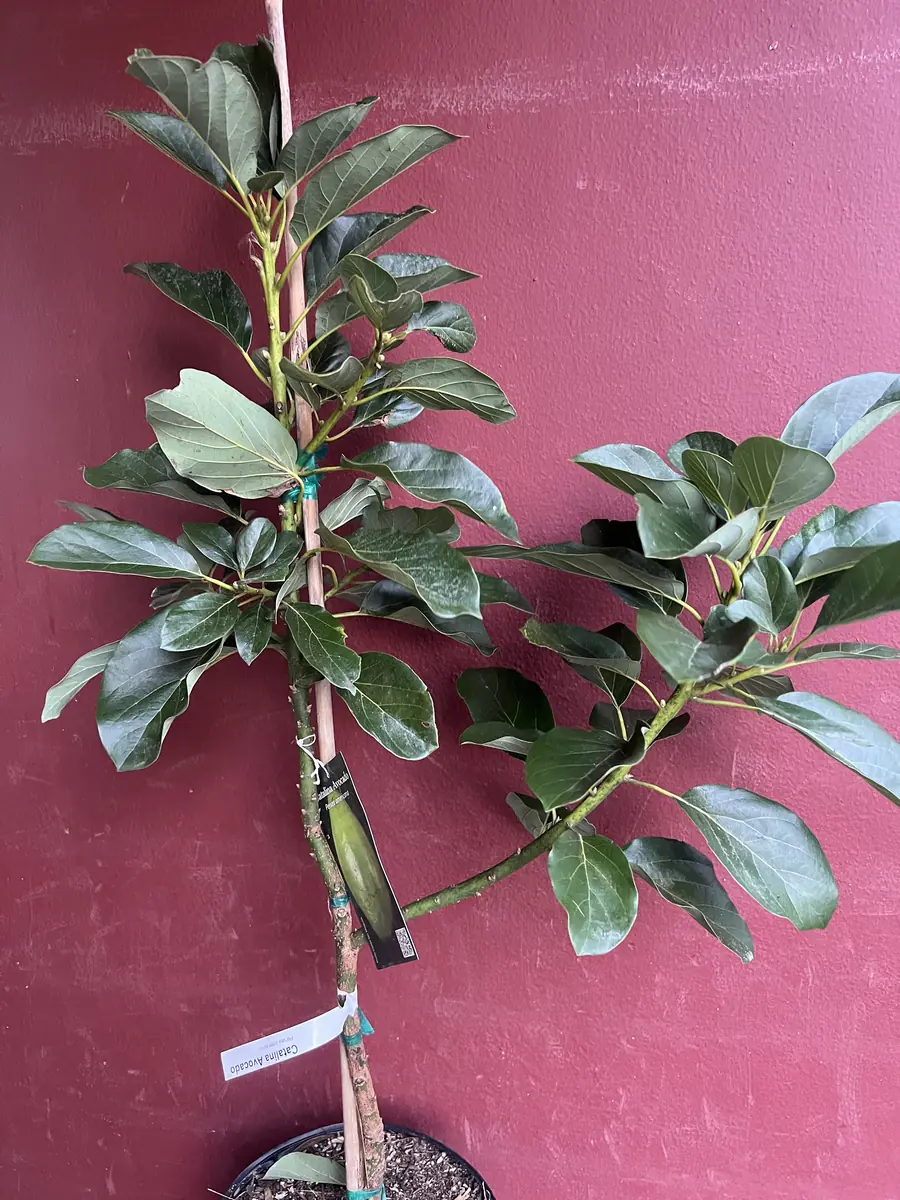 Catalina Avocado Tree - Grafted Live Plant, 3 Gallons Pot, Fruit Bearing - Image 9