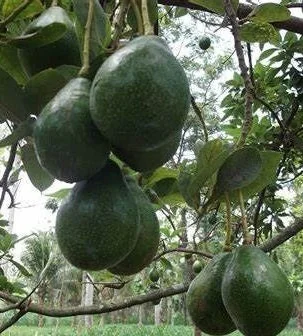 Catalina Avocado Tree - Grafted Live Plant, 3 Gallons Pot, Fruit Bearing - Image 1