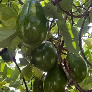 Catalina Avocado Tree Live Plant – Grafted – 6 inch Pot – Fruit Tree - Image 1