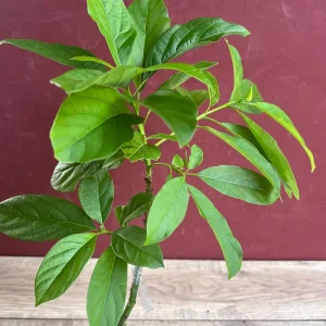 Catalina Avocado Tree Live Plant – Grafted – 6 inch Pot – Fruit Tree - Image 7