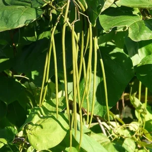 Catalpa Speciosa Tree - Live Cigar Shade Tree - QT Pot - Image 2