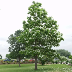 Catalpa Speciosa Tree - Live Cigar Shade Tree - QT Pot - Image 3