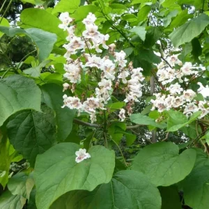 Catalpa Speciosa Tree - Live Cigar Shade Tree - QT Pot - Image 1