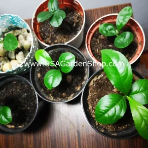 Cay Chanh Lemon Lime Tree Live Plant - 8-12 inch Citrus Tree for Indoor/Outdoor - Image 5