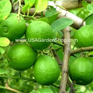 Cay Chanh Lemon Lime Tree Live Plant - 8-12 inch Citrus Tree for Indoor/Outdoor - Image 7