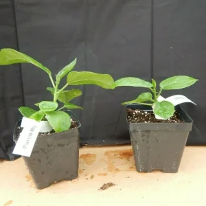 Cay Chanh Lemon Lime Tree Live Plant - 8-12 inch Citrus Tree for Indoor/Outdoor - Image 9