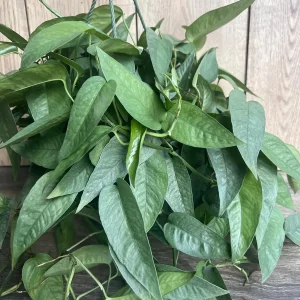 Cebu Blue Pothos Live Plant – 6 inch Pot – Easy Care Indoor Vine - Image 1