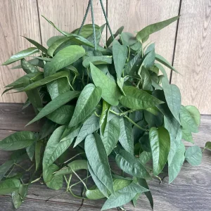 Cebu Blue Pothos Live Plant – 6 inch Pot – Easy Care Indoor Vine - Image 4