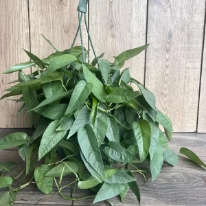 Cebu Blue Pothos Live Plant – 6 inch Pot – Easy Care Indoor Vine - Image 5