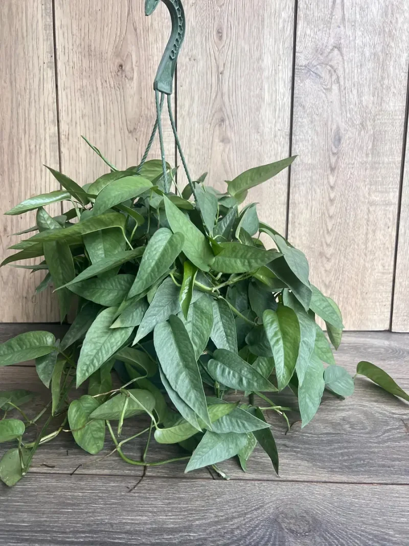 african zz plant Black Raven ZZ Plant main image 0