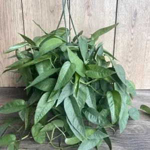 Cebu Blue Pothos Live Plant – 6 inch Pot – Easy Care Indoor Vine - Image 7