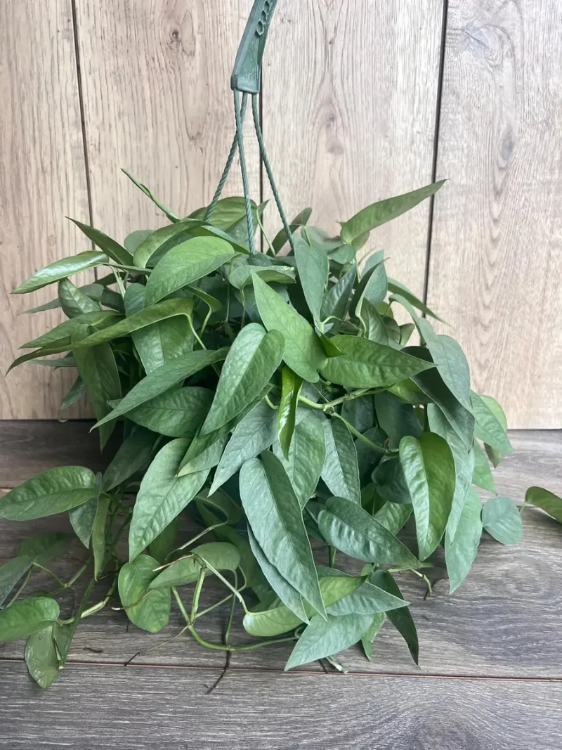 Cebu Blue Pothos Live Plant - Easy Care Indoor Vine