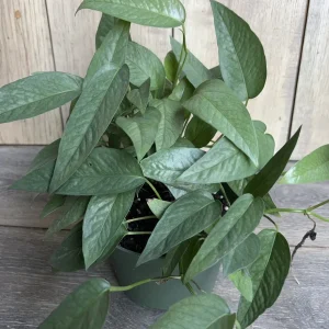 Cebu Blue Pothos Live Plant - 6 inch Pot - Indoor Trailing Vine - Image 3