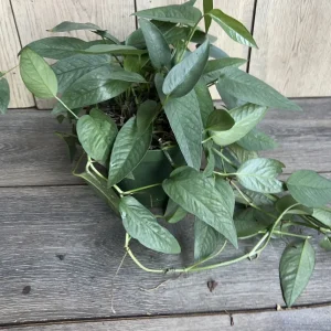Cebu Blue Pothos Live Plant - 6 inch Pot - Indoor Trailing Vine - Image 8