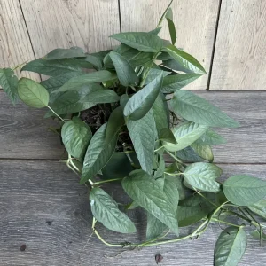 Cebu Blue Pothos Live Plant - 6 inch Pot - Indoor Trailing Vine - Image 9
