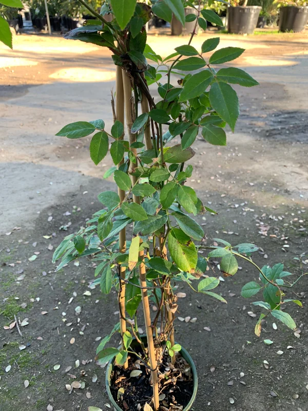 Cecile Brunner Climbing Rose Live Plant - 3-4 ft Tall in 3 Gallon Pot - Outdoor - Image 3